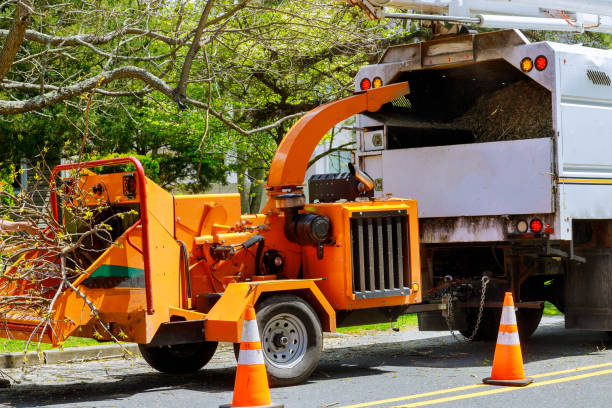 How Our Tree Care Process Works  in Erwin, NC